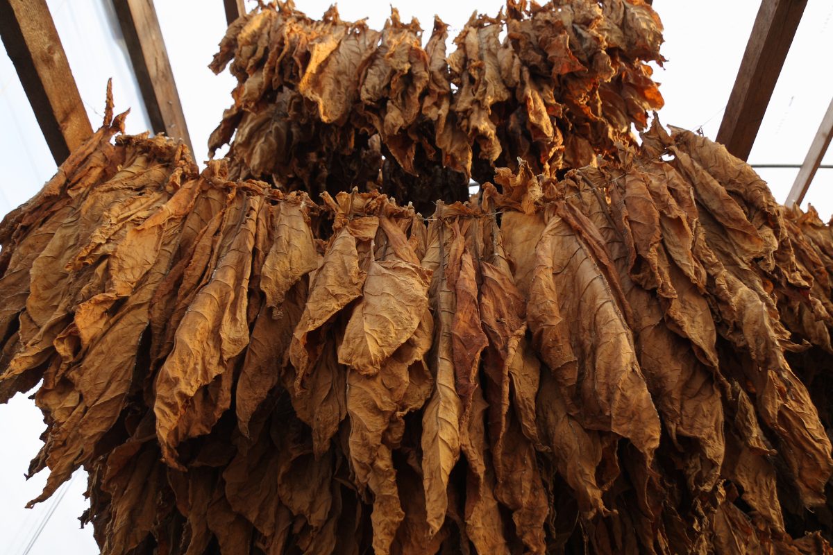 feuilles de tabac