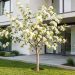 Jardin d'une maison contemporaine avec un amélanchier fleuri planté à distance de la façade, une terrasse minérale et une pelouse bien entretenue sous une lumière naturelle.