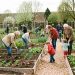 Jardin collectif à Tonnerre au printemps, avec des planches de légumes, des allées en copeaux et des habitants de tous âges qui jardinent à la lumière naturelle.