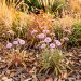 Massif automnal lumineux avec asters défleuris, gauras aux tiges sèches et sol couvert de feuilles broyées.